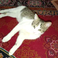 گربه خونگی|گربه|قزوین, |دیوار