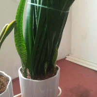 سانسوریا|گل و گیاه طبیعی|کرمان, |دیوار