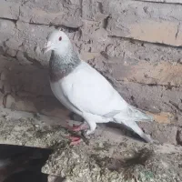 سرونج آلمانی نر پرشی