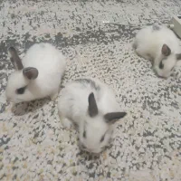 دونه ای ۳۰۰