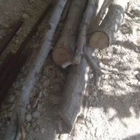 چوب گردو فروشی