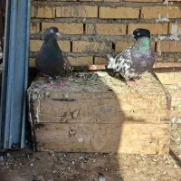 دارخوین|پرنده|شادگان, |دیوار