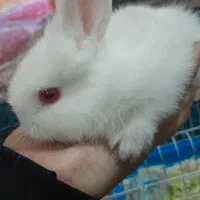 خرگوش مینیاتوری