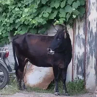 گاو آبستن همراه با گوساله ماده