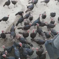 بوقلمون فروشی