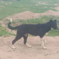 واگذاری سگ ماده سرابی ۵ماهه