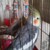 یک جفت عروس هلندی مولد