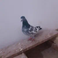 کفتر|پرنده|بروجرد, |دیوار