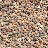 تخم خندل مخصوص چرب چاغ کننده