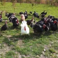 بوقلمون‌طبیعی|حیوانات مزرعه|مشگین شهر, |دیوار