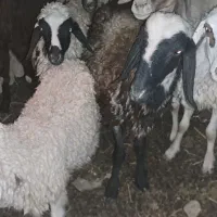 گوسفند وبره فروشی|حیوانات مزرعه|زابل, |دیوار