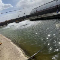 پرورش ماهی ده تنی فروشی|فروش دفتر صنعتی، کشاورزی، تجاری|ورزنه, |دیوار