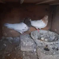 جفت ساری باش قرمزی باش اویناخ۸۰۰۰۰۰