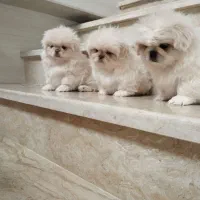 سه عدد پسر ویک دختر|سگ|بندر انزلی, پیل علی باغ|دیوار