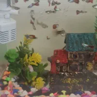 ماهی گوپی ۲۰ عدد نابالغ . یکجا ۵۰۰هزار تومن