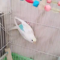 عروس هلندی|پرنده|کرمانشاه, |دیوار