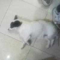 دو عد شیتزو بازیگوش خوشگل