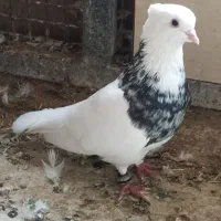 طوقی الماسی نر جوان بی نقص تظمینی