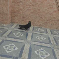 کفتر دولا پر|پرنده|بروجن, |دیوار