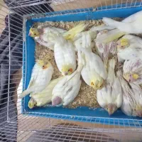 جوجه عروس هلندی|پرنده|رفسنجان, |دیوار