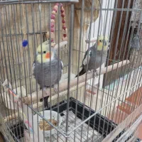 عروس هلندی|پرنده|چهاردانگه (تهران), |دیوار
