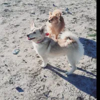 فروشی|سگ|گرگان, |دیوار