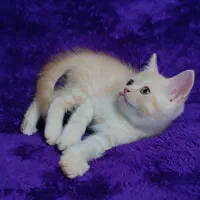 بچه گربه بریتیش