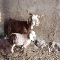 بز دوقلو|حیوانات مزرعه|نیشابور, شهرک رضوی|دیوار