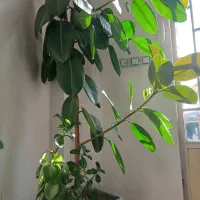 گل طبیعی|گل و گیاه طبیعی|زنجان, |دیوار