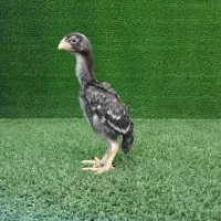 جوجه های لاری اوشامو(فستیوالی)|حیوانات مزرعه|تهران, میرداماد|دیوار