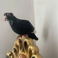 کفتر|پرنده|زرند, |دیوار