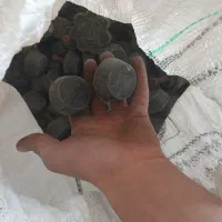 پایه صندلی|صندلی و نیمکت|خمینیشهر, |دیوار