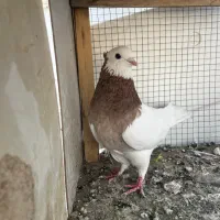 چند کفتر بازی کن گوک پلاکی