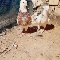 کفتر پرنده طوقی