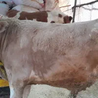 گوساله نر سمینتال