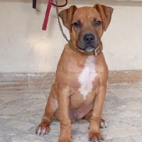 سگ پیتبول|سگ|ساری, |دیوار