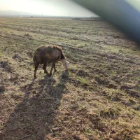 قوچ وبره قوچ پلنگی|حیوانات مزرعه|باغ حلی, |دیوار