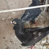 کفتر|پرنده|مشهد, حسابی جنوبی (شهرک غرب)|دیوار