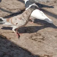 خطی مغلف|پرنده|اقبالیه, |دیوار