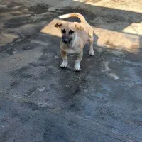 سگ پاپی|سگ|مشهد, انصار|دیوار