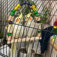 دوتا عروس نر و ماده با قفس