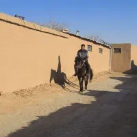 اسب مادیان سواری یورقه