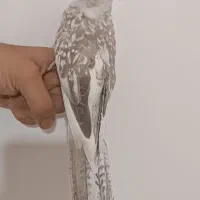 عروس هلندی اهلی|پرنده|بوکان, |دیوار