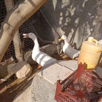 اردک نر و ماده