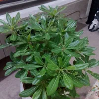 گل شفلرا ،بنسای .