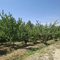 زمین-چهار-دیواری-شهرکی-تاپ-لوکیشن