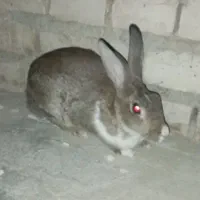 یک عدد خرگوش بزرگ ماده|موش و خرگوش|سراوان, |دیوار