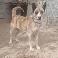 ماده‌هاسکی