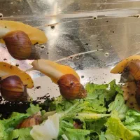 حلزون|خزنده|کرج, دولت‌آباد|دیوار