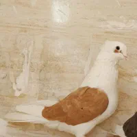 نر دو کت|پرنده|خرم‌آباد, |دیوار